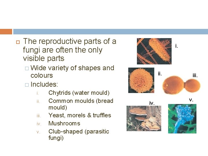  The reproductive parts of a fungi are often the only visible parts i.