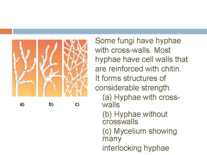 a) b) c) Some fungi have hyphae with cross-walls. Most hyphae have cell walls