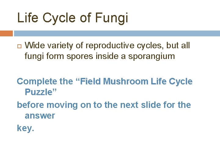 Life Cycle of Fungi Wide variety of reproductive cycles, but all fungi form spores