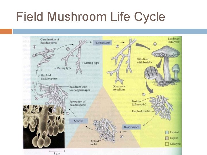 Field Mushroom Life Cycle 