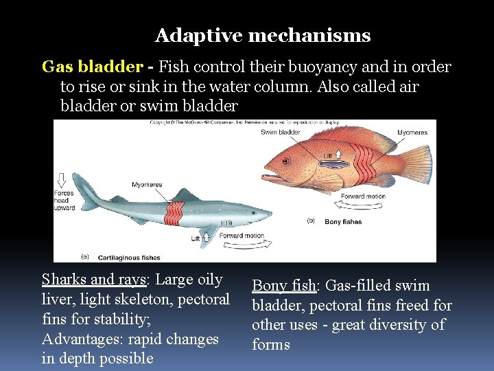 Adaptive mechanisms Gas bladder - Fish control their buoyancy and in order to rise