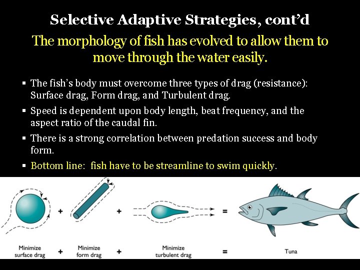 Selective Adaptive Strategies, cont’d The morphology of fish has evolved to allow them to