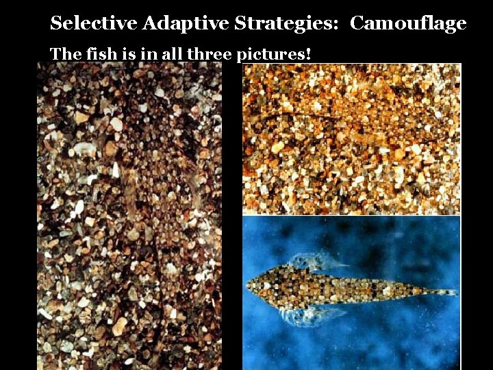 Selective Adaptive Strategies: Camouflage The fish is in all three pictures! 