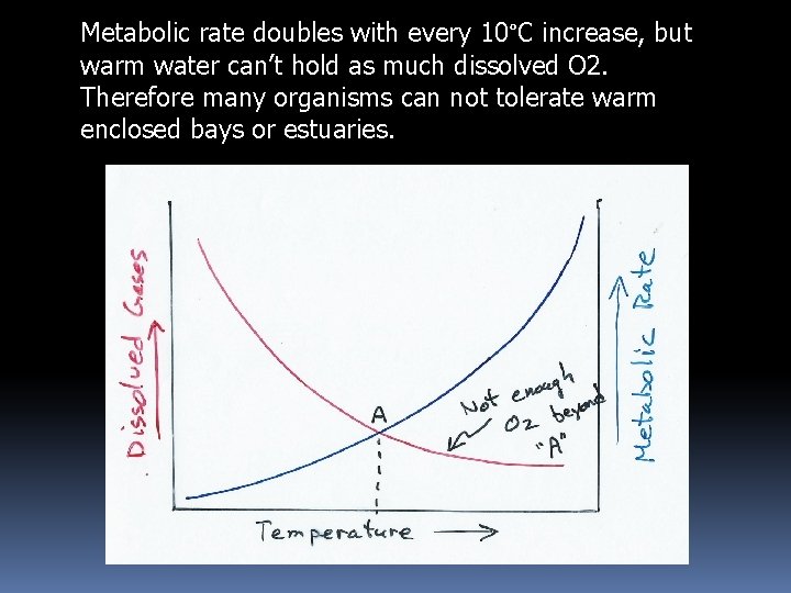 Metabolic rate doubles with every 10°C increase, but warm water can’t hold as much