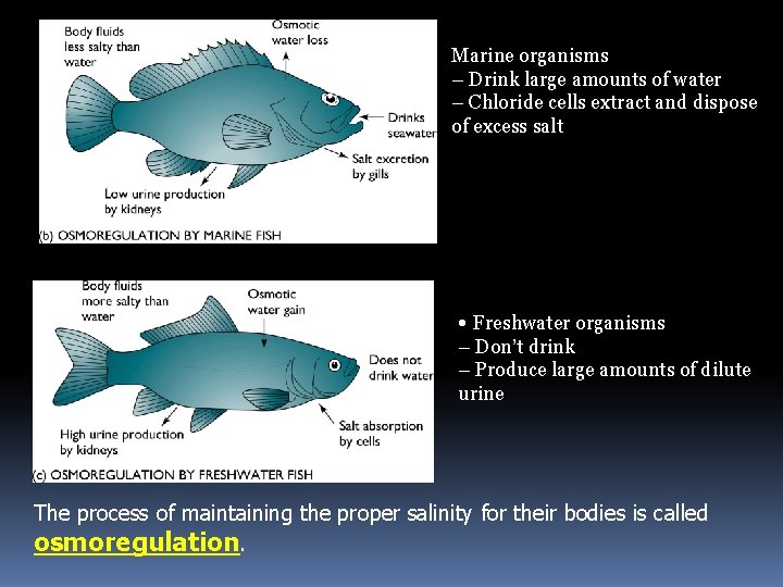 Marine organisms – Drink large amounts of water – Chloride cells extract and dispose