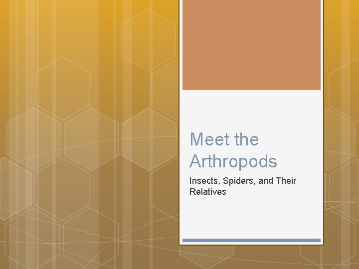 Meet the Arthropods Insects Spiders and Their Relatives