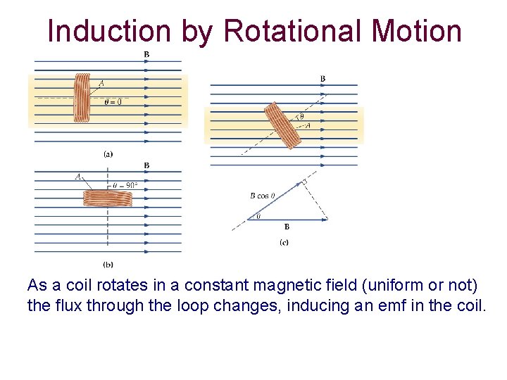 Induction by Rotational Motion As a coil rotates in a constant magnetic field (uniform