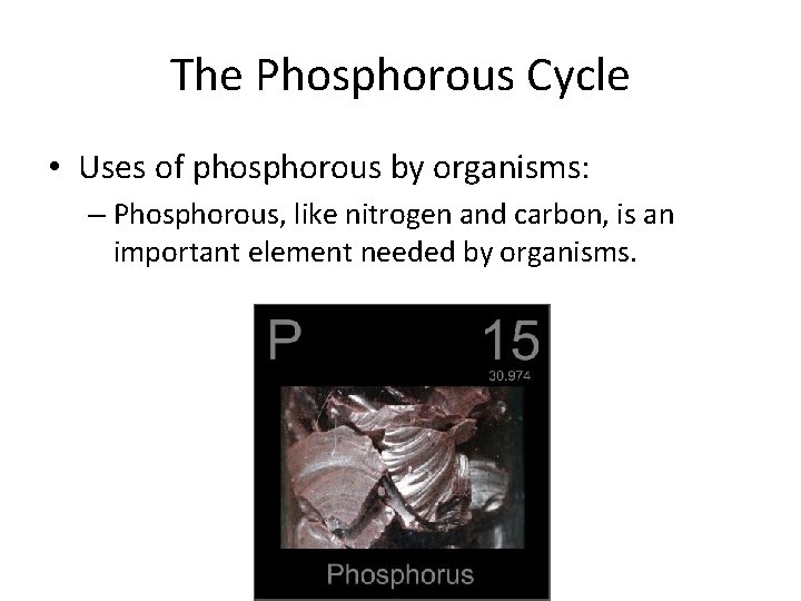 The Phosphorous Cycle • Uses of phosphorous by organisms: – Phosphorous, like nitrogen and