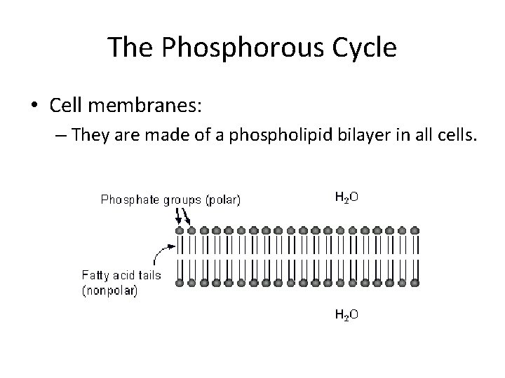 The Phosphorous Cycle • Cell membranes: – They are made of a phospholipid bilayer