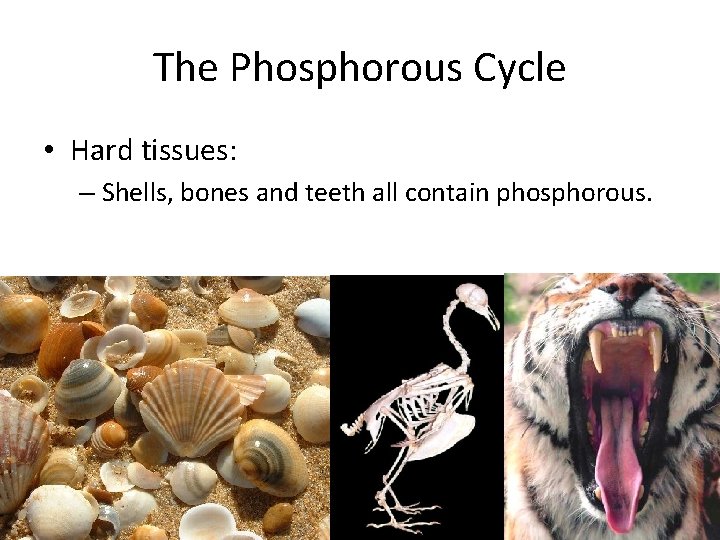 The Phosphorous Cycle • Hard tissues: – Shells, bones and teeth all contain phosphorous.