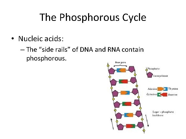 The Phosphorous Cycle • Nucleic acids: – The “side rails” of DNA and RNA