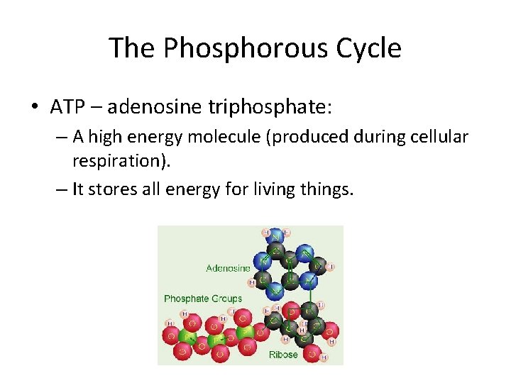 The Phosphorous Cycle • ATP – adenosine triphosphate: – A high energy molecule (produced