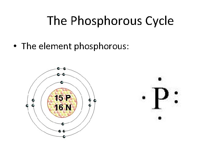 The Phosphorous Cycle • The element phosphorous: 