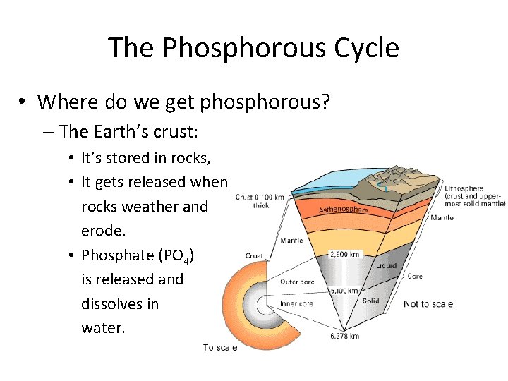 The Phosphorous Cycle • Where do we get phosphorous? – The Earth’s crust: •