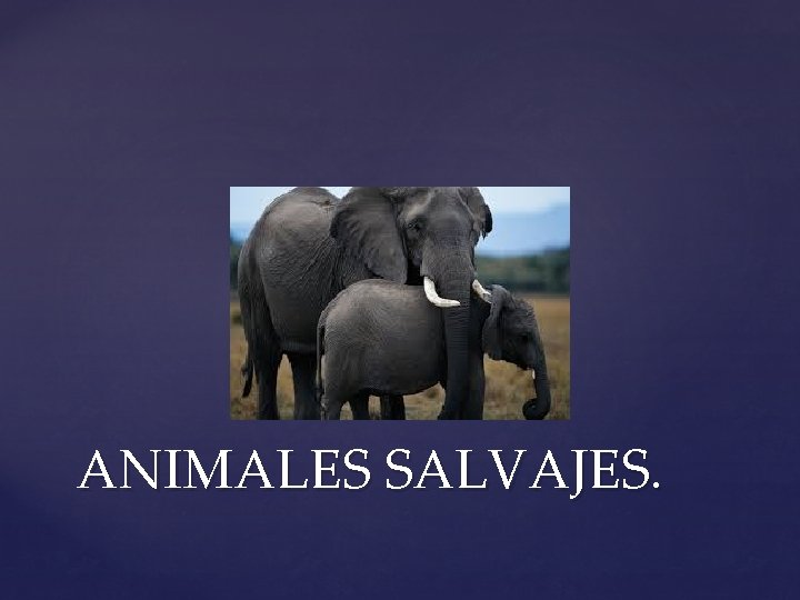 ANIMALES SALVAJES. 