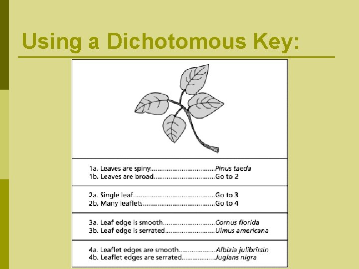 Using a Dichotomous Key: 