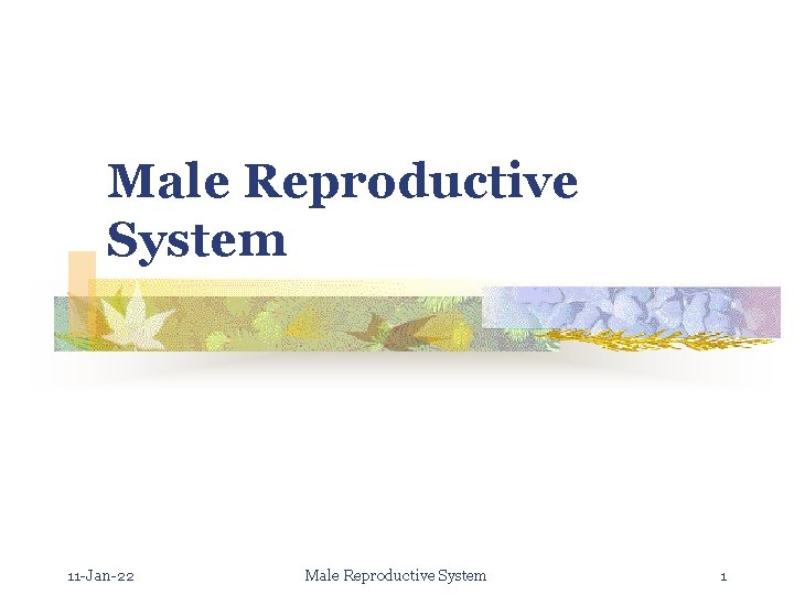 Male Reproductive System 11 -Jan-22 Male Reproductive System 1 