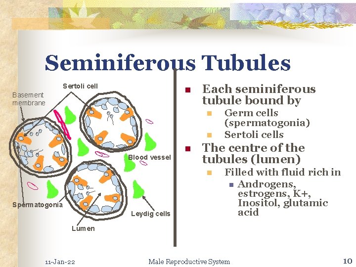 Seminiferous Tubules Sertoli cell n Basement membrane Each seminiferous tubule bound by n n