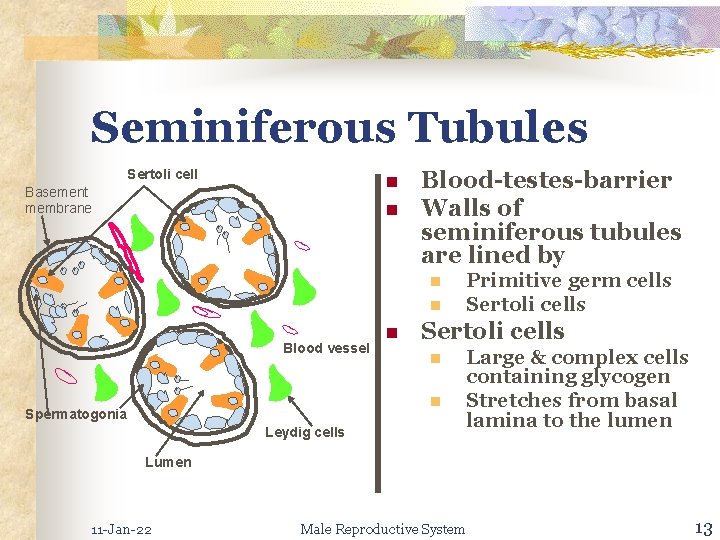 Seminiferous Tubules Sertoli cell n Basement membrane n Blood-testes-barrier Walls of seminiferous tubules are