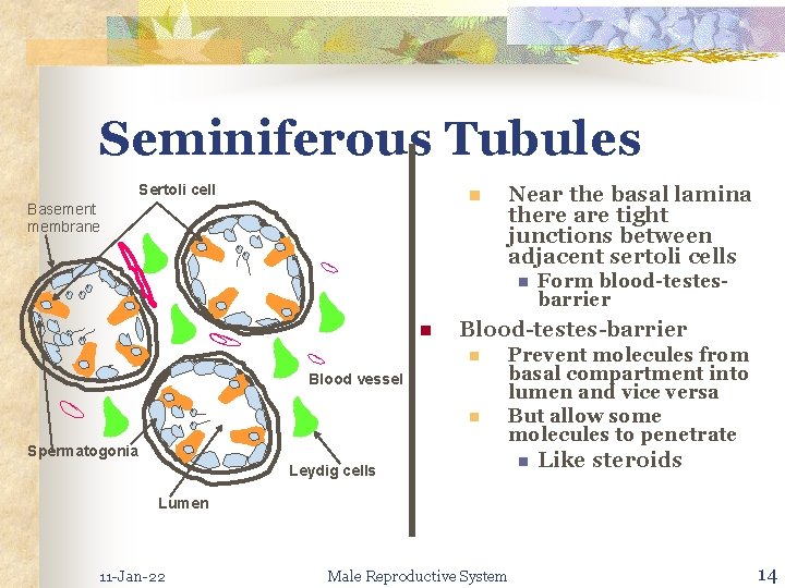 Seminiferous Tubules Sertoli cell n Basement membrane Near the basal lamina there are tight