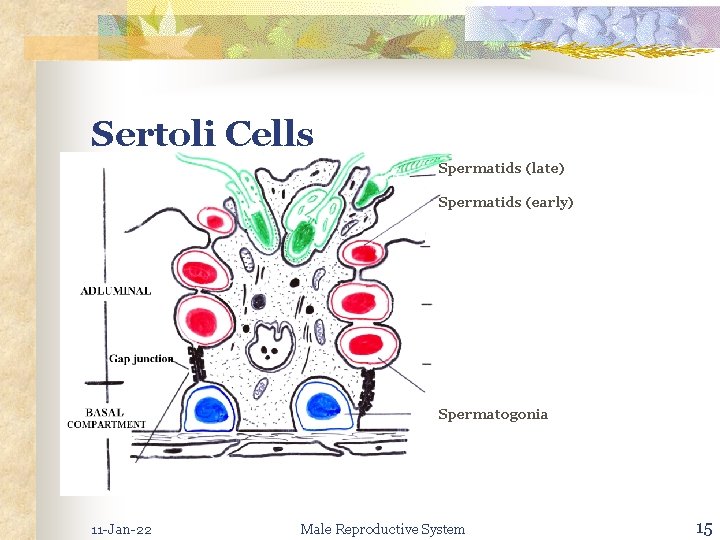 Sertoli Cells Spermatids (late) Spermatids (early) Spermatogonia 11 -Jan-22 Male Reproductive System 15 