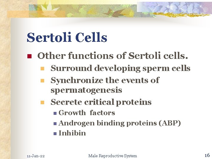 Sertoli Cells n Other functions of Sertoli cells. n n n Surround developing sperm