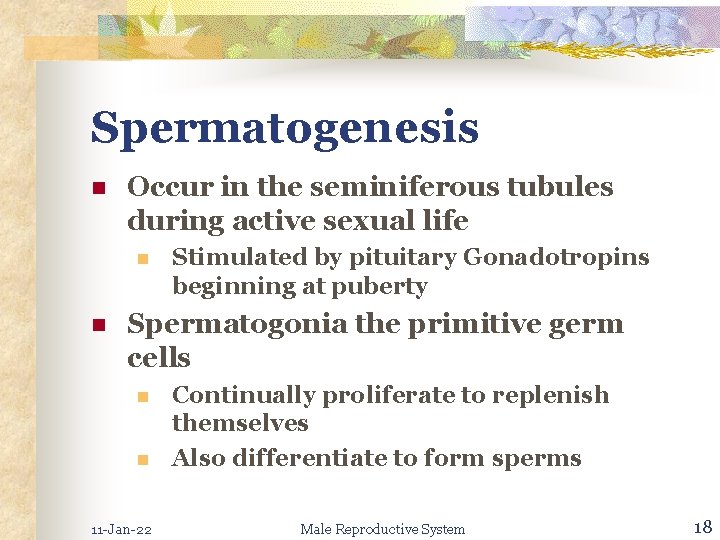 Spermatogenesis n Occur in the seminiferous tubules during active sexual life n n Stimulated