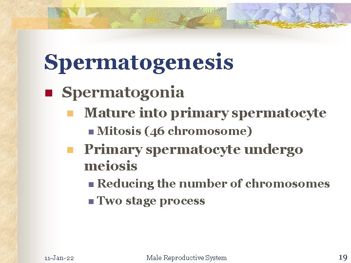 Spermatogenesis n Spermatogonia n Mature into primary spermatocyte n Mitosis n (46 chromosome) Primary