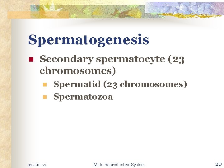 Spermatogenesis n Secondary spermatocyte (23 chromosomes) n n 11 -Jan-22 Spermatid (23 chromosomes) Spermatozoa