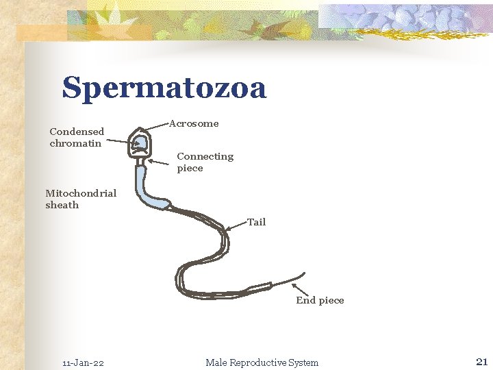 Spermatozoa Condensed chromatin Acrosome Connecting piece Mitochondrial sheath Tail End piece 11 -Jan-22 Male