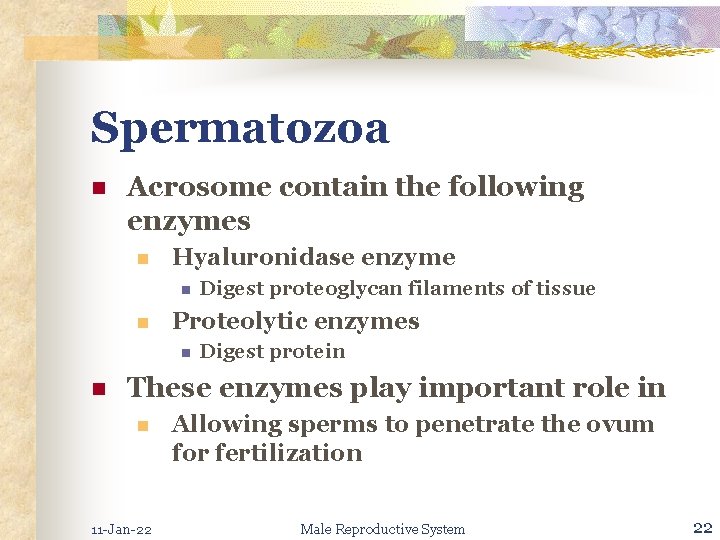 Spermatozoa n Acrosome contain the following enzymes n Hyaluronidase enzyme n n Proteolytic enzymes