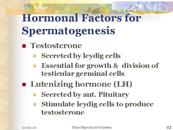 Hormonal Factors for Spermatogenesis n Testosterone n n n Secreted by leydig cells Essential