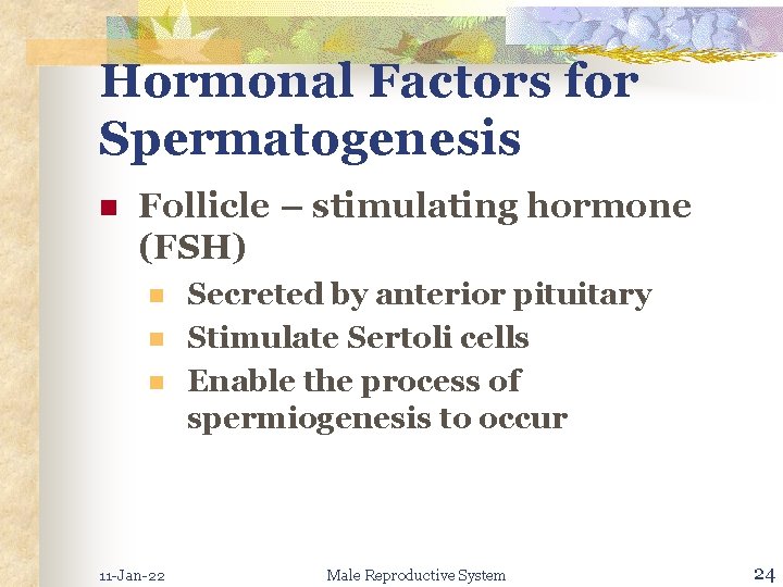 Hormonal Factors for Spermatogenesis n Follicle – stimulating hormone (FSH) n n n 11