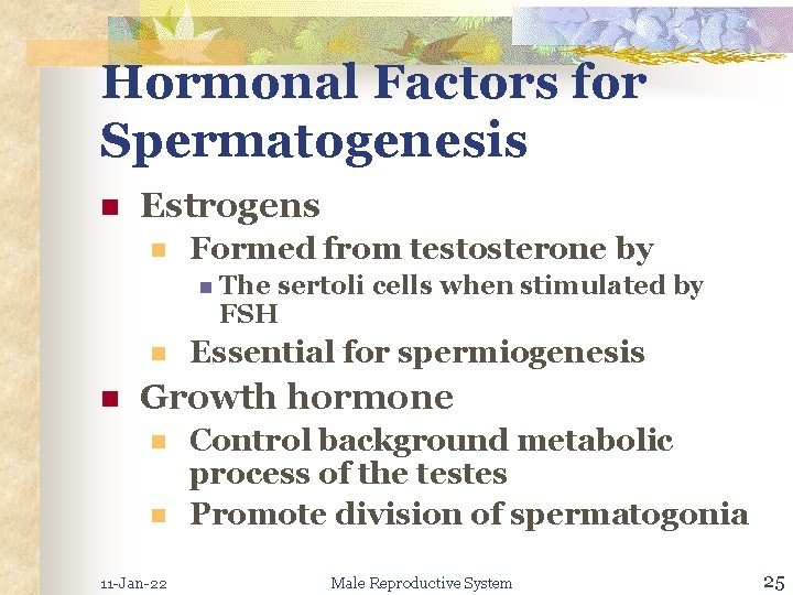 Hormonal Factors for Spermatogenesis n Estrogens n Formed from testosterone by n The sertoli