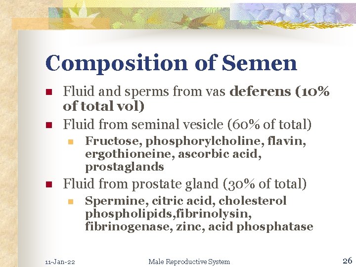 Composition of Semen n n Fluid and sperms from vas deferens (10% of total