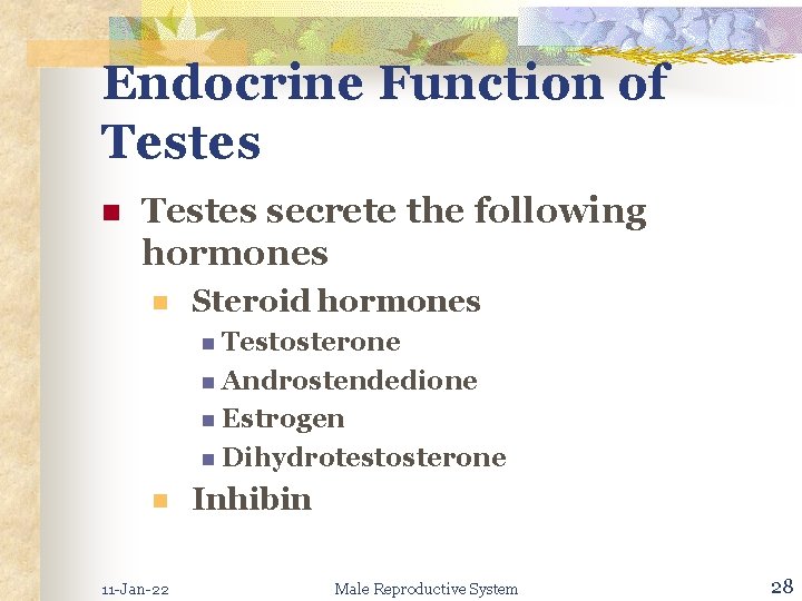 Endocrine Function of Testes n Testes secrete the following hormones n Steroid hormones n