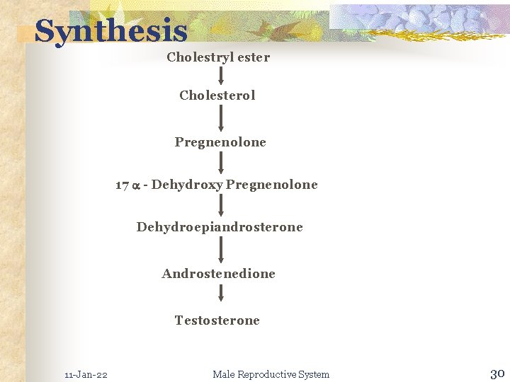 Synthesis Cholestryl ester Cholesterol Pregnenolone 17 - Dehydroxy Pregnenolone Dehydroepiandrosterone Androstenedione Testosterone 11 -Jan-22