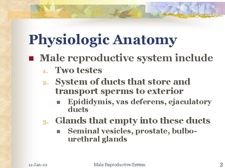 Physiologic Anatomy n Male reproductive system include 1. 2. Two testes System of ducts