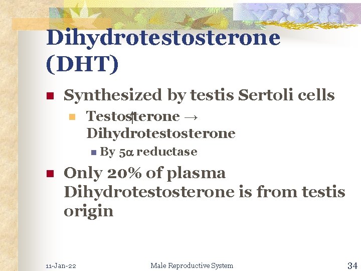 Dihydrotestosterone (DHT) n Synthesized by testis Sertoli cells n Testosterone → Dihydrotestosterone n By