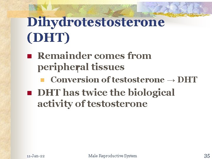 Dihydrotestosterone (DHT) n Remainder comes from peripheral tissues n n Conversion of testosterone →