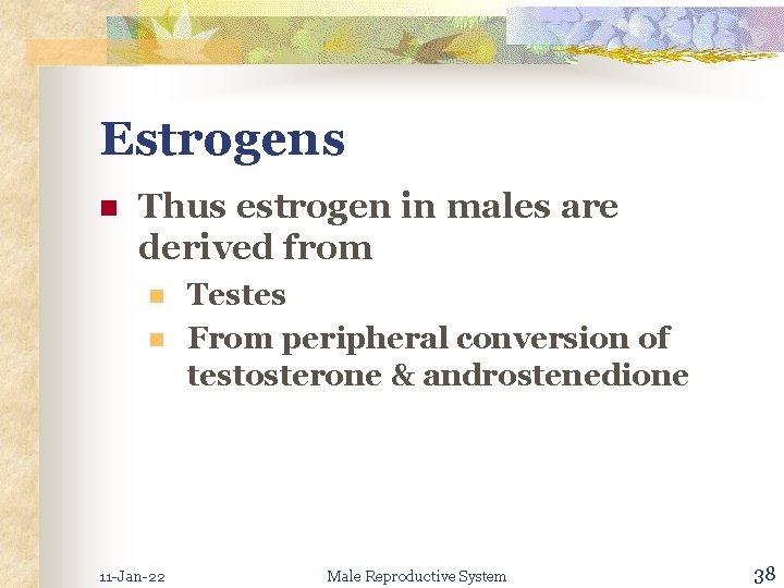 Estrogens n Thus estrogen in males are derived from n n 11 -Jan-22 Testes