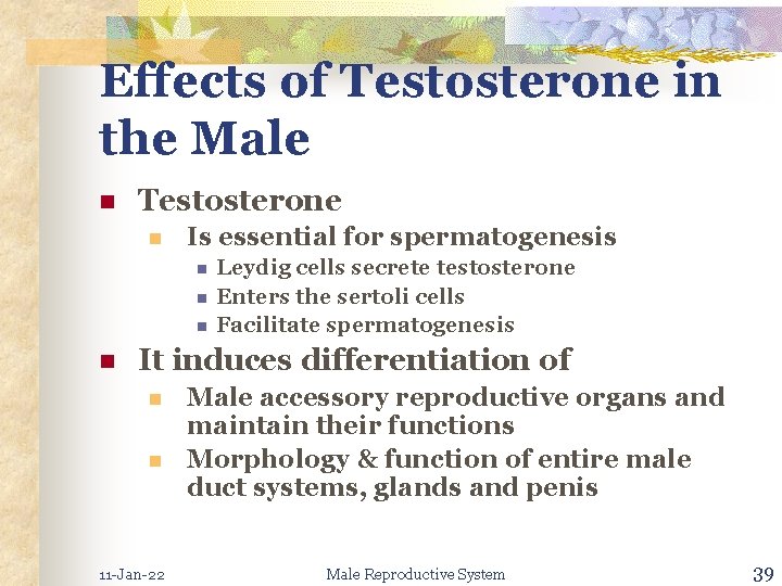 Effects of Testosterone in the Male n Testosterone n Is essential for spermatogenesis n