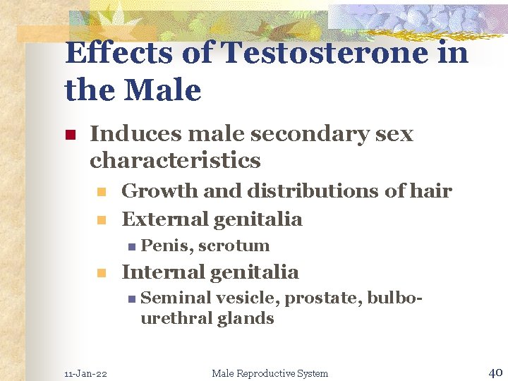 Effects of Testosterone in the Male n Induces male secondary sex characteristics n n