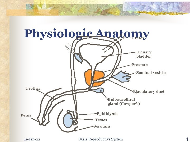 Physiologic Anatomy Ureter Urinary bladder Prostate Seminal vesicle Urethra Ejaculatory duct Bulbourethral gland (Cowper’s)