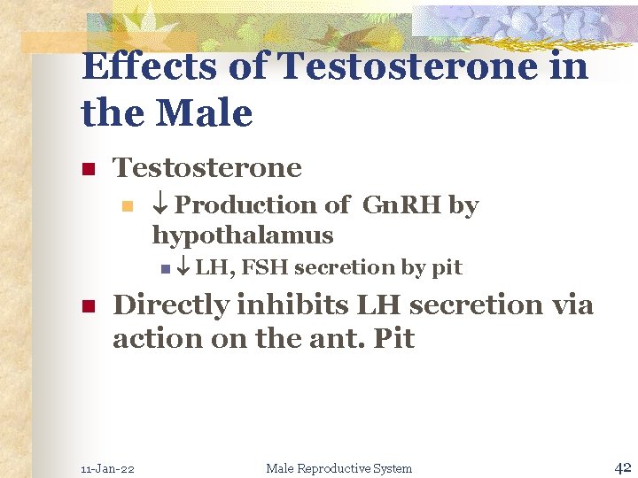 Effects of Testosterone in the Male n Testosterone n Production of Gn. RH by