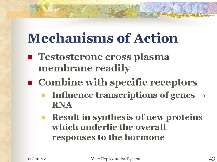 Mechanisms of Action n n Testosterone cross plasma membrane readily Combine with specific receptors