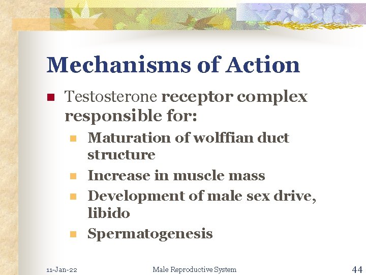 Mechanisms of Action n Testosterone receptor complex responsible for: n n 11 -Jan-22 Maturation