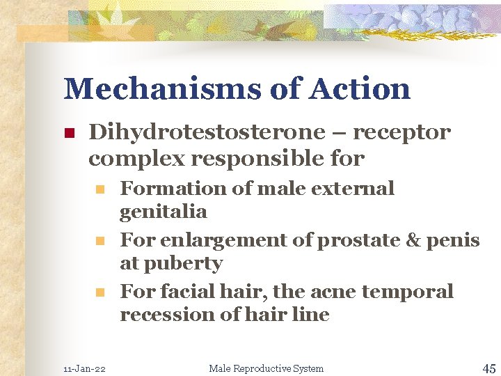 Mechanisms of Action n Dihydrotestosterone – receptor complex responsible for n n n 11