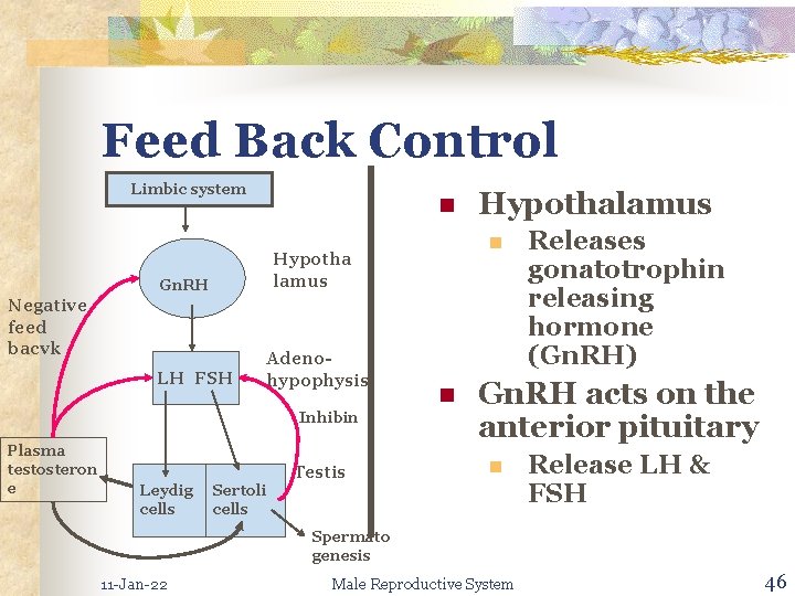 Feed Back Control Limbic system n Negative feed bacvk LH FSH Adenohypophysis Inhibin Plasma