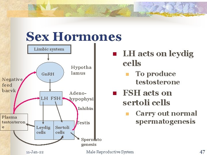 Sex Hormones Limbic system n Hypotha lamus Gn. RH Negative feed bacvk LH FSH